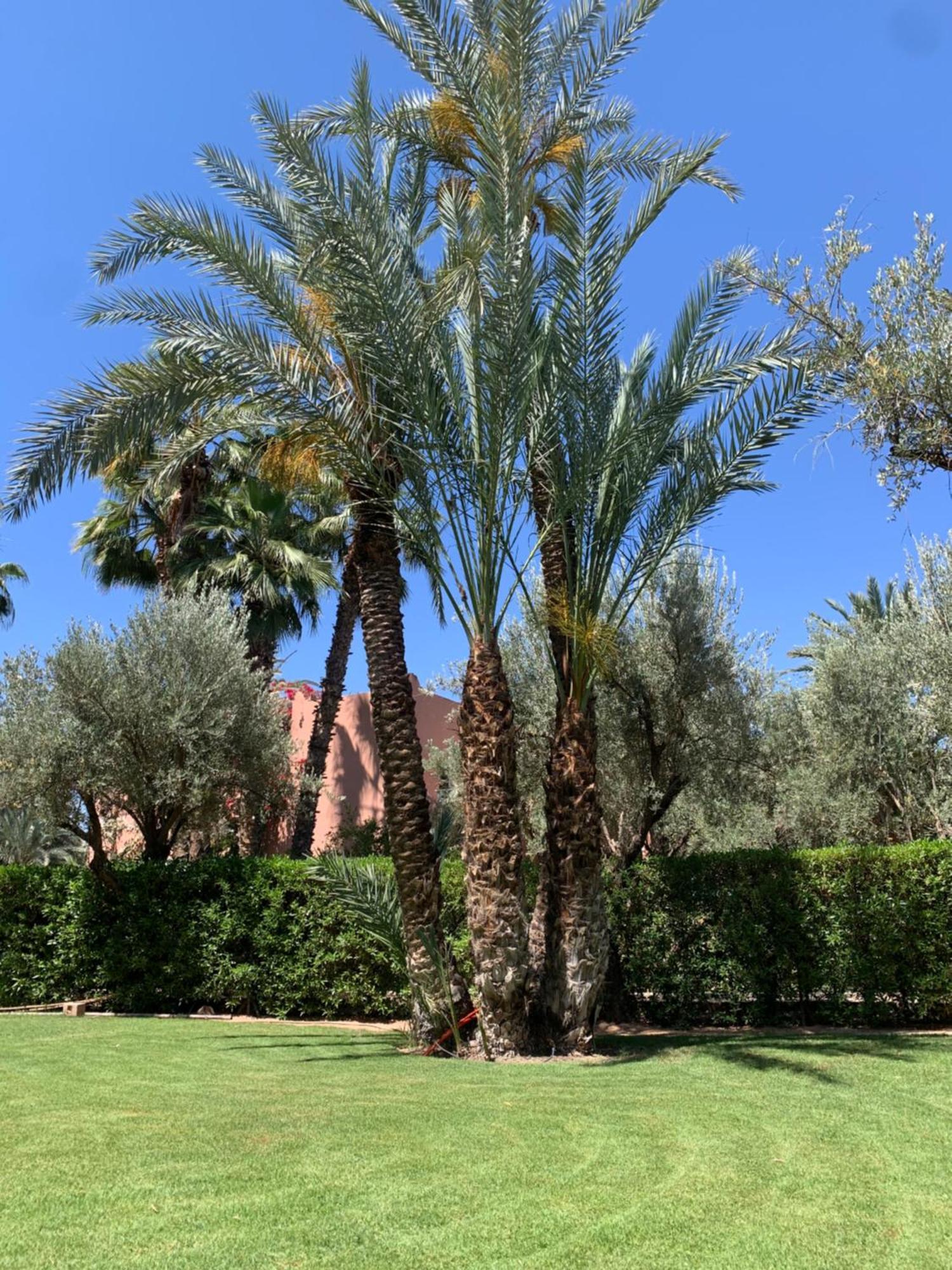 Villa Avec Piscine Privatisee A La Palmeraie Marrakesh Eksteriør billede