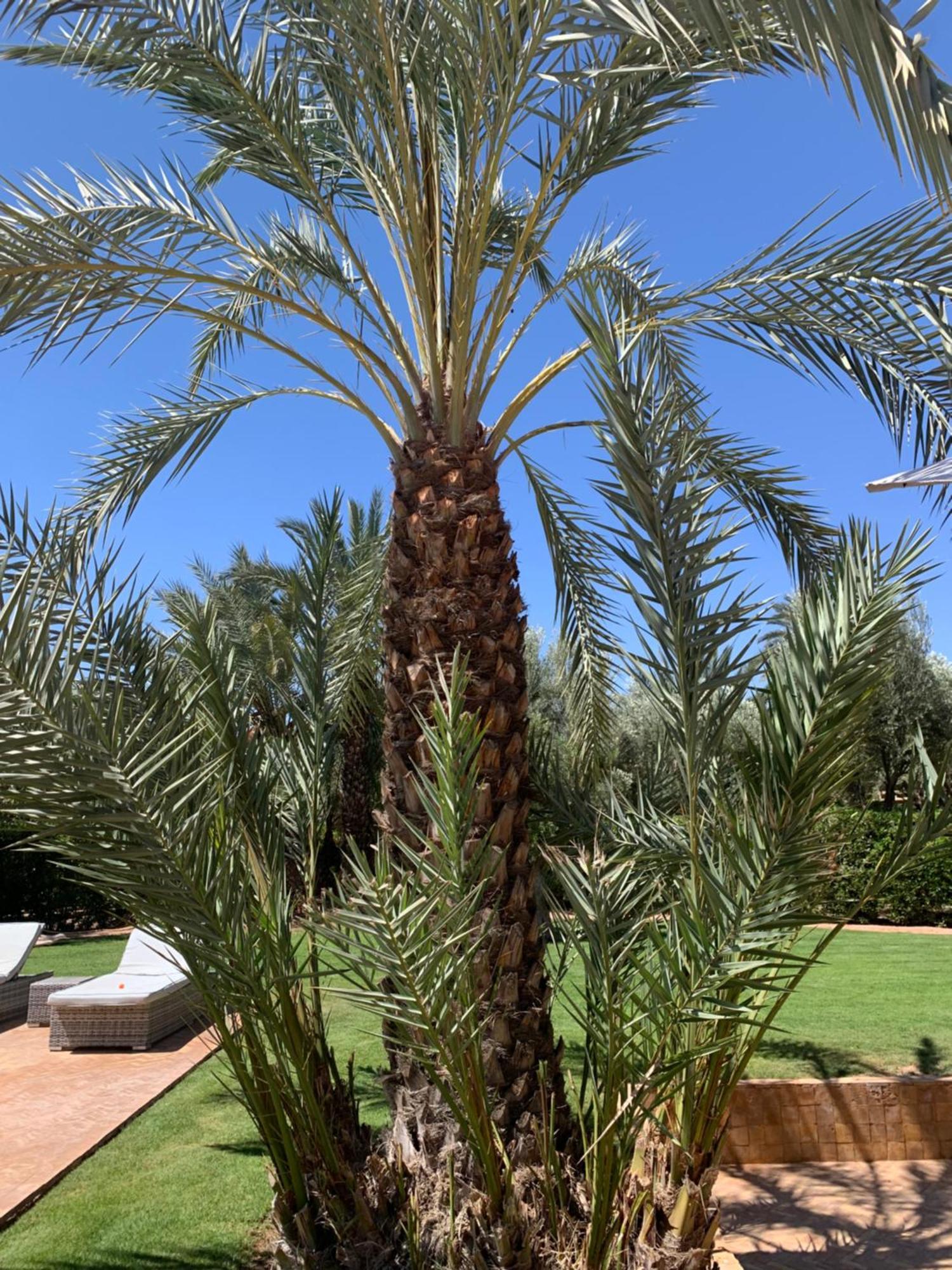 Villa Avec Piscine Privatisee A La Palmeraie Marrakesh Eksteriør billede