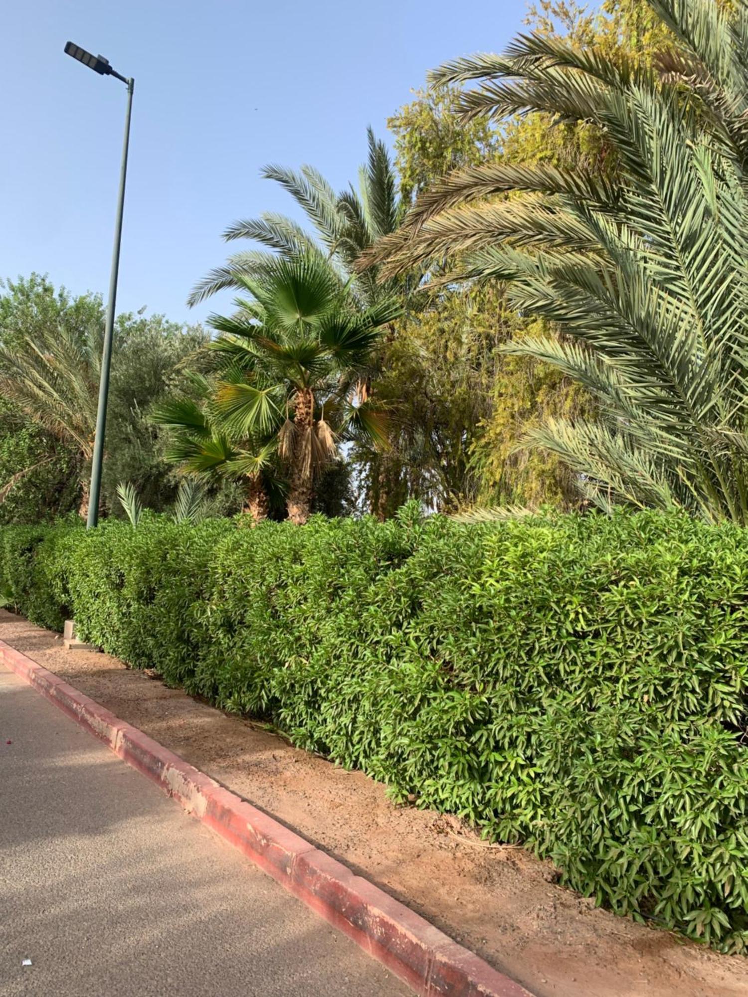 Villa Avec Piscine Privatisee A La Palmeraie Marrakesh Eksteriør billede